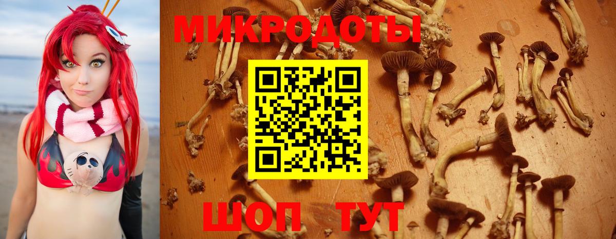Галлюциногенные грибы Psilocybine cubensis Белореченск